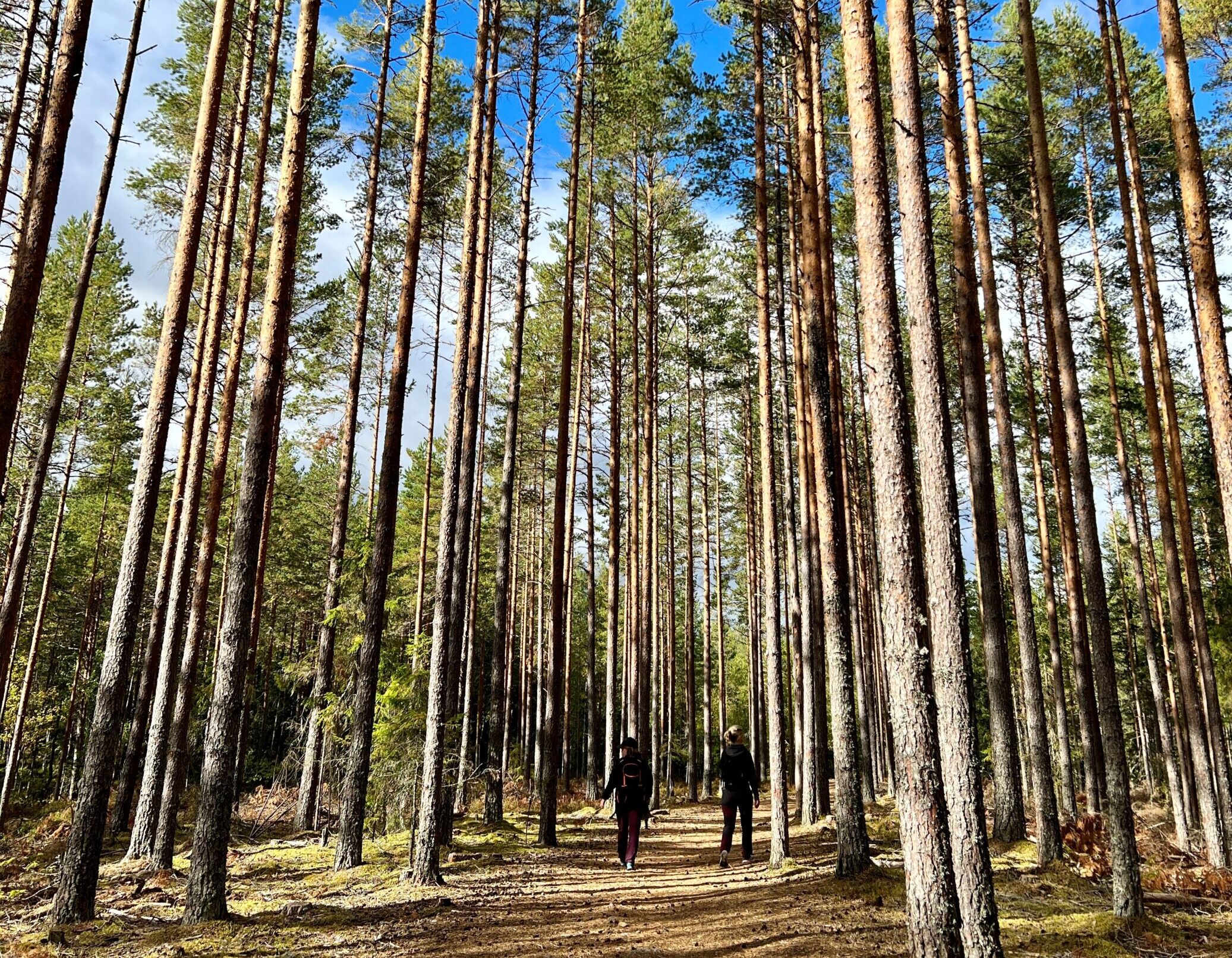 Åpent Folkemøte Om Energistrategi I Kongsvingerregionen 8.1.25 Kl. 18 